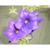 Tracy Dibble- Olson's photo
