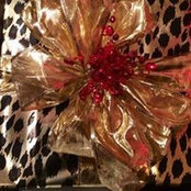 Lynne Vitale-Donovan's photo