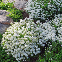 plants