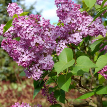Great Design Plant: Lilac
