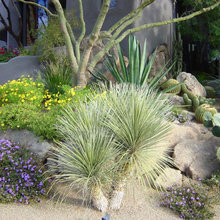 Desert landscaping