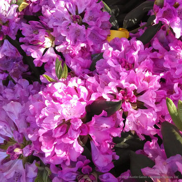 Plant Ideas & Colorful Combinations