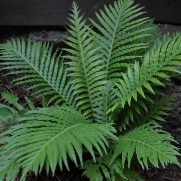 California Native Ferns Add Lush Green