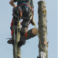 Deckard & Sons Tree Service