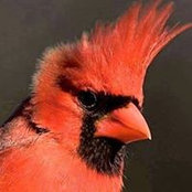 Karin Whalen's photo