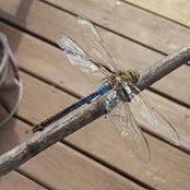 Diana Kay's photo