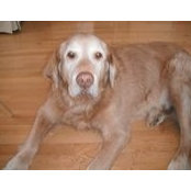 Sheri Goldstein's photo