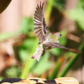Brian DeLay's photo
