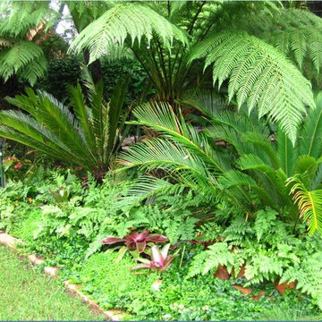 Contemporary Tropical Garden