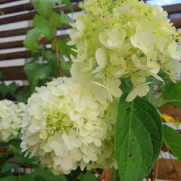 Les fleurs généreuses de l'hortensia paniculé...