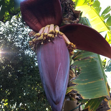 Uncommon Fruits to Grow in Santa Cruz