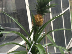 sansevieria hahnii Shop 'Sansevieria Golden Hahnii' Dwarf Snake Plant - Care & Growing Guide main image 0