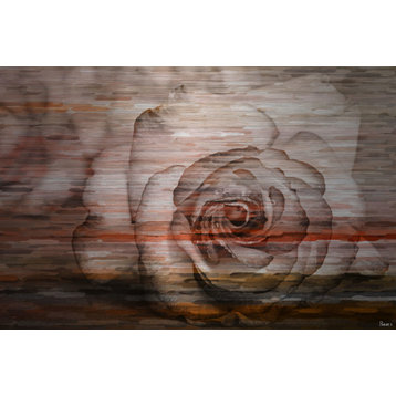 "Sleeping Rose" UV Ink Print on Brushed  Aluminum, 36"x24"