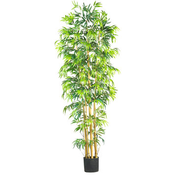 7' Bambusa Bamboo Silk Tree