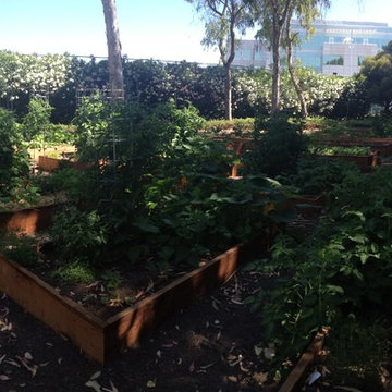 ebay, inc. Corporate Vegetable Garden Installation & Employee Garden Education