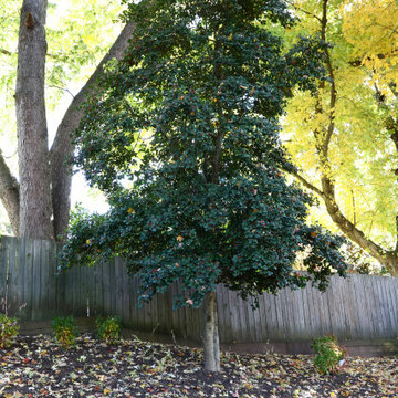 Backyard creek bed