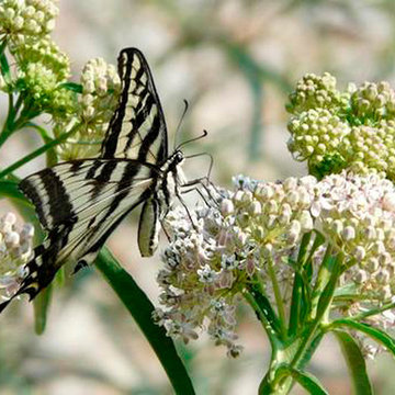 Swallowtail butterfly feeding on Narrow leaf milkweed