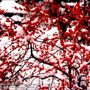Halbschattiger Eklektischer Garten im Winter, hinter dem Haus in Minneapolis