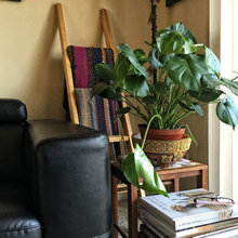 Interior House Plants