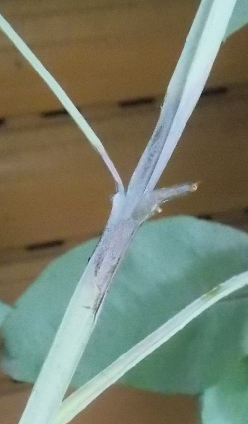 Why are my eucalyptus dying?