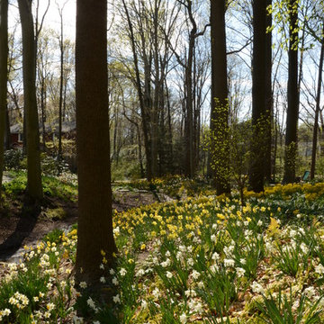 Woodland Garden