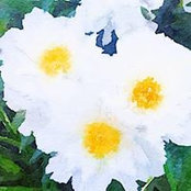 Julie Harris's photo