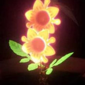 Foto von BOw Fong