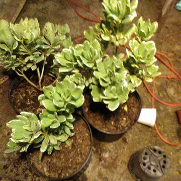 Plants for sell