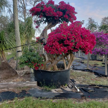 1460 Outdoor