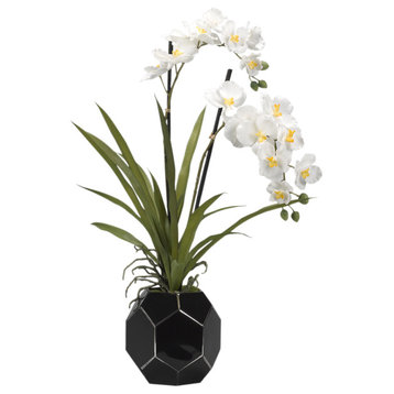 Cream Vanda Orchids in Black Glass Bowl