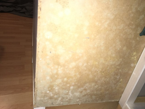 Hilfe Schimmel In Der Wohnung Beseitigen