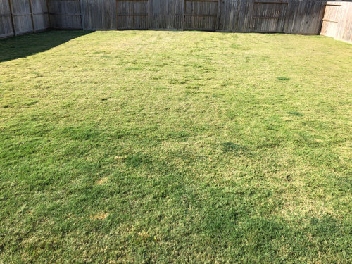 Bermuda Lawn Not Greening - Please Help!