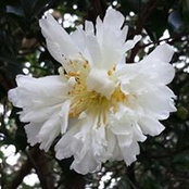 Jenjira Wilson's photo