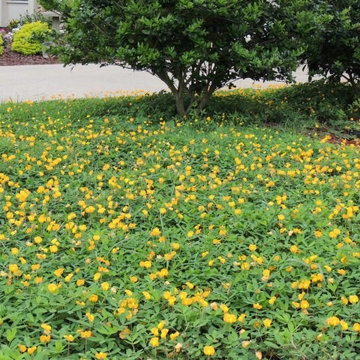 Perennial Peanut Easement