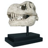 T-Rex Dinosaur Skull Fossil Statue on Museum Mount