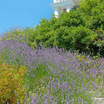 Blooming Lavender Alongside Bayberry at this Coastal Home