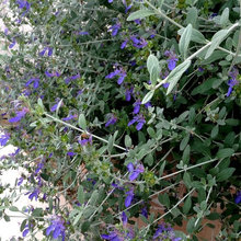 in the garden