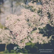 Nikol Gammalo's photo