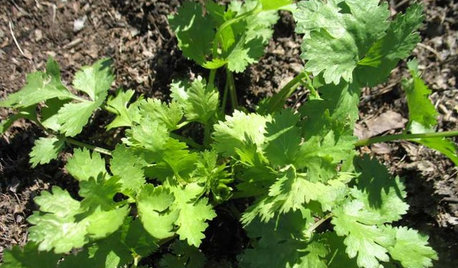8 plantes aromatiques pour un bouquet garni savoureux