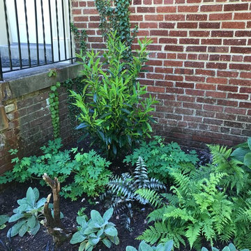 Chevy Chase Foundation Planting