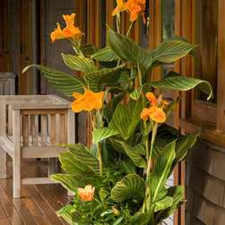 Tropicanna&reg; Gold Canna - Plants
