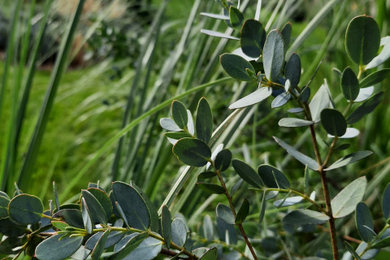 Aménagement d'un jardin méditerranéen.