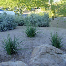 Drought tolerant plants