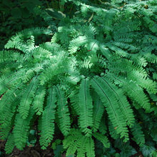 Ferns