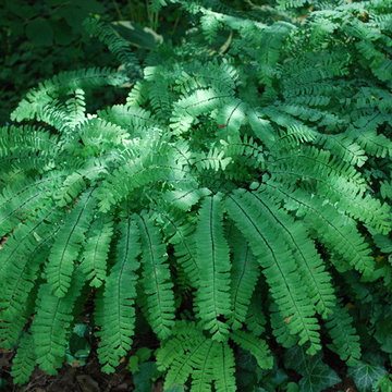 Northern maidenhair fern