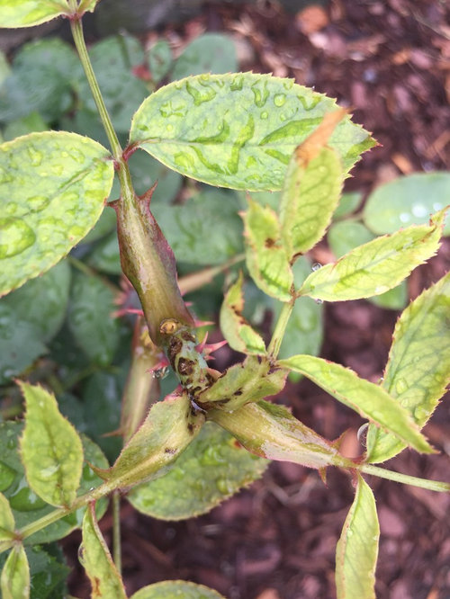 What's wrong with my roses?