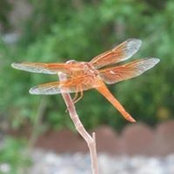 S Vees foto