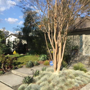 Studio City Drought Tolerant