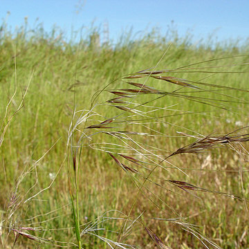 Stipa pulchra (Purple Needle Grass)