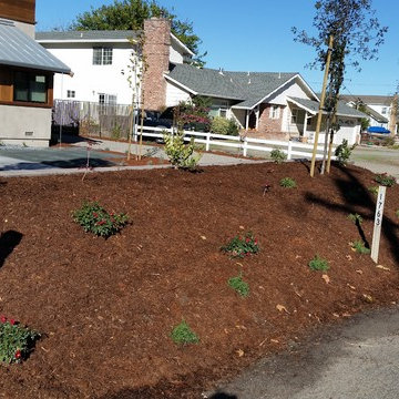 Drought Tolerant